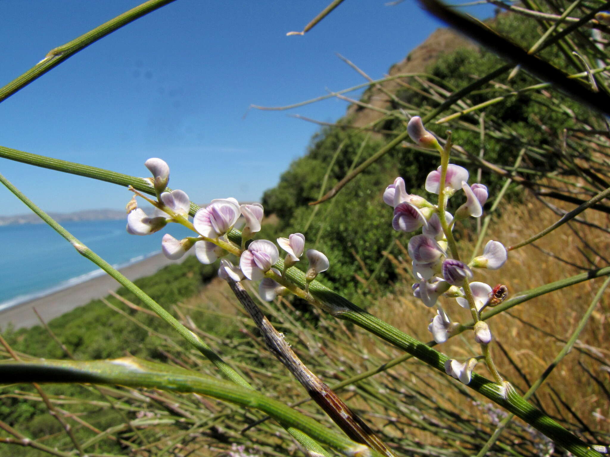 Image de Carmichaelia muritai (A. W. Purdie) Heenan