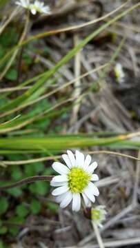 Image of Brachyscome radicata Hook. fil.