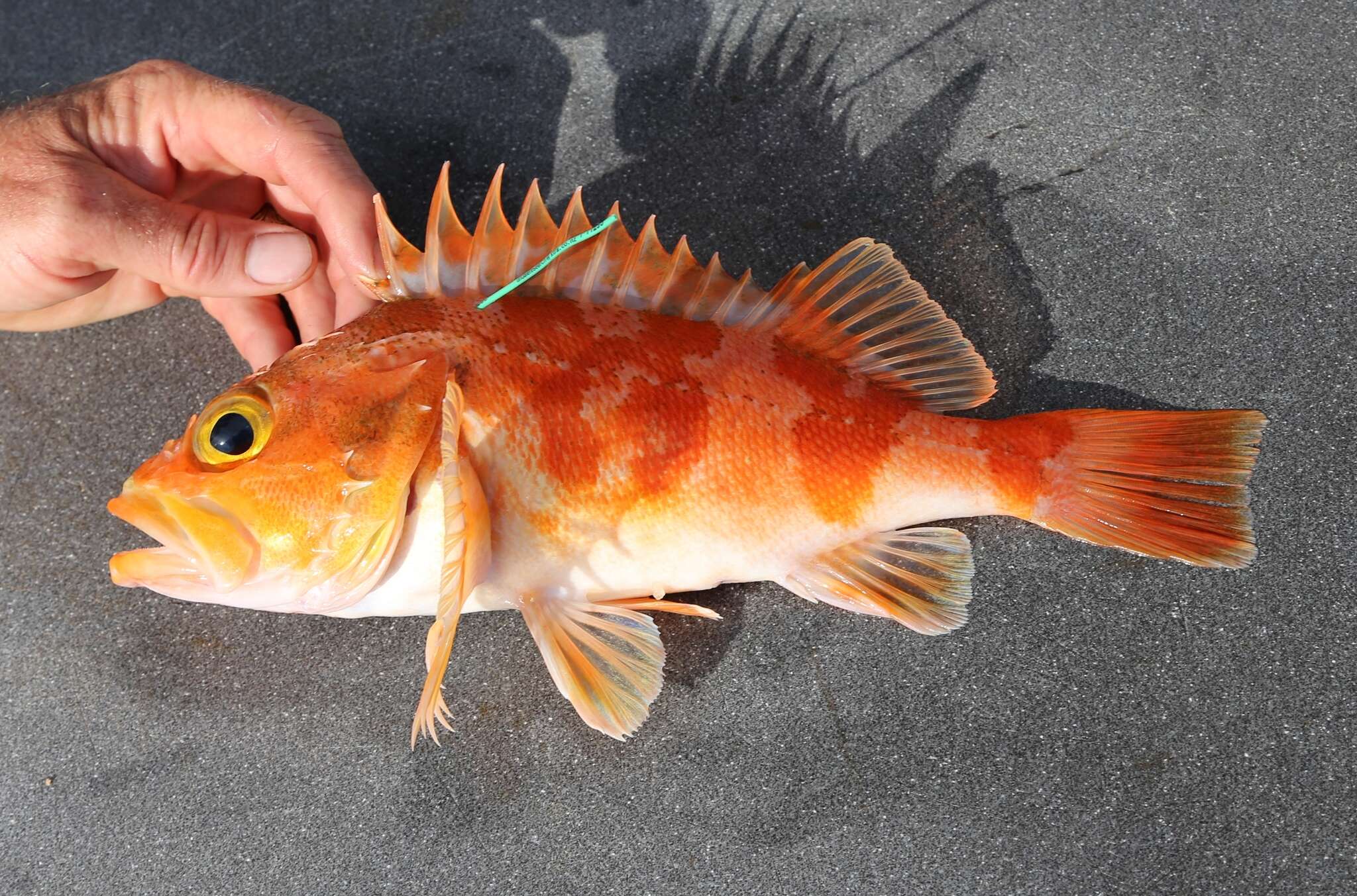 Image of Red gurnard perch