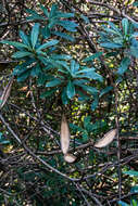 Image de Strophanthus speciosus (Ward & Harv.) Reber