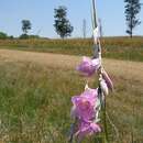 Image of Dierama pauciflorum N. E. Br.