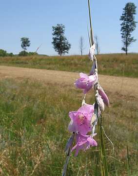 Image of Dierama pauciflorum N. E. Br.