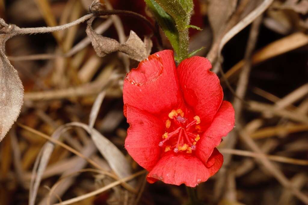 Image of Dwarf red hibiscus