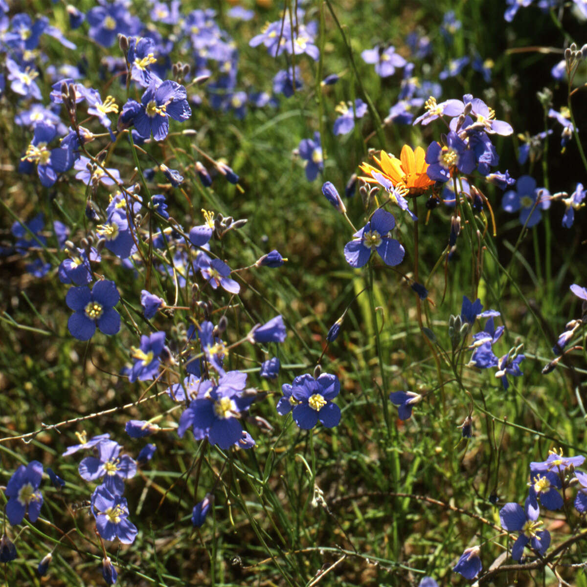 Image of Heliophila leptophylla Schltr.