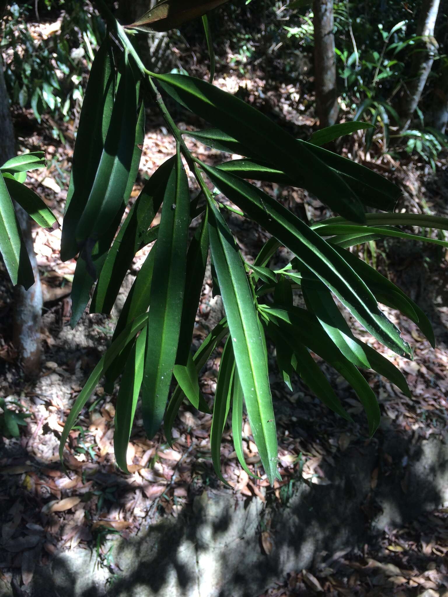 Podocarpus nakaii Hayata resmi