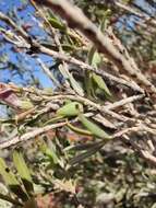 Image de Eremophila youngii F. Muell.