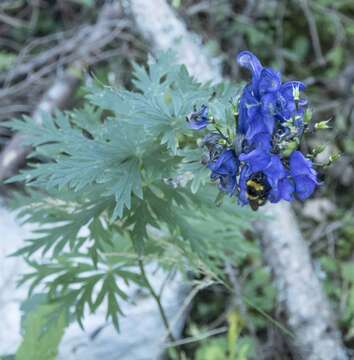 Image of Manchurian monkshood