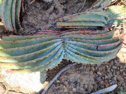 Image of Aloe suprafoliata Pole-Evans