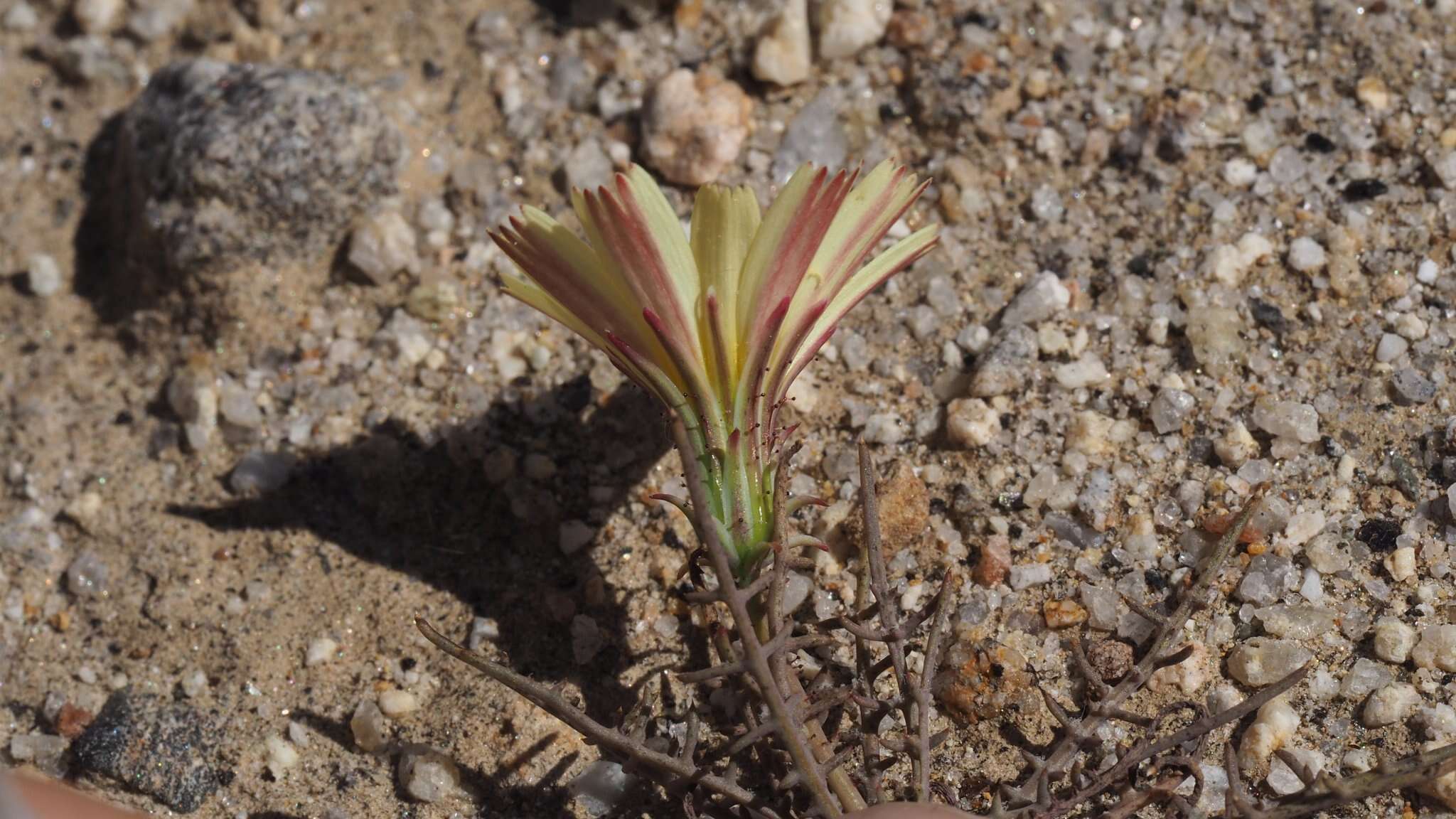 Слика од Calycoseris parryi A. Gray