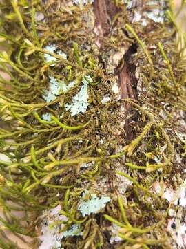 Image of cryphaea moss