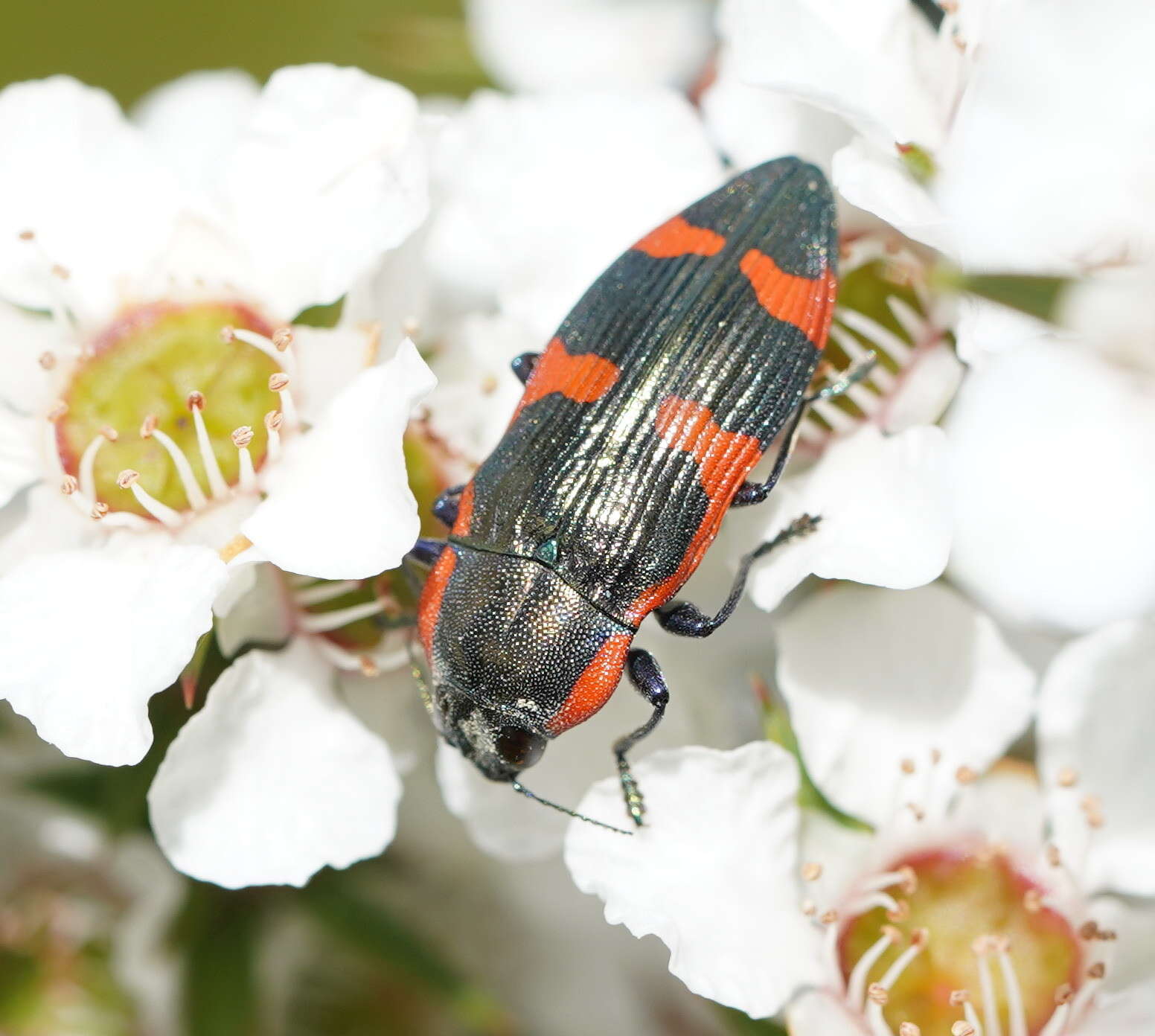 Image of Castiarina grata (Saunders 1869)