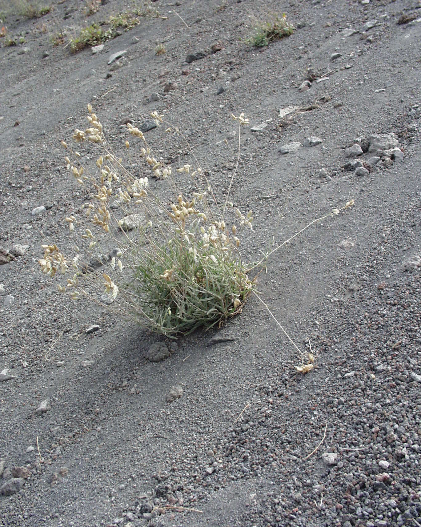 Image of Silene vulgaris subsp. glareosa (Jordan) Marsden-Jones & Turrill