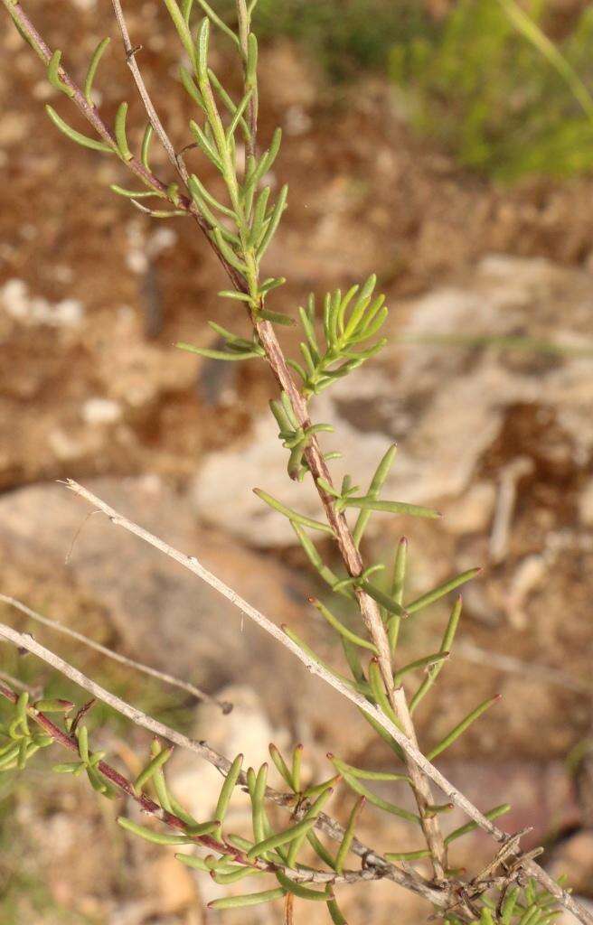 Image of Phymaspermum leptophyllum (DC.) Benth. & Hook. fil.