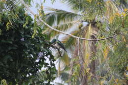 Imagem de pombo imperial verde