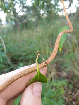 Image de Jasminum simplicifolium subsp. australiense P. S. Green