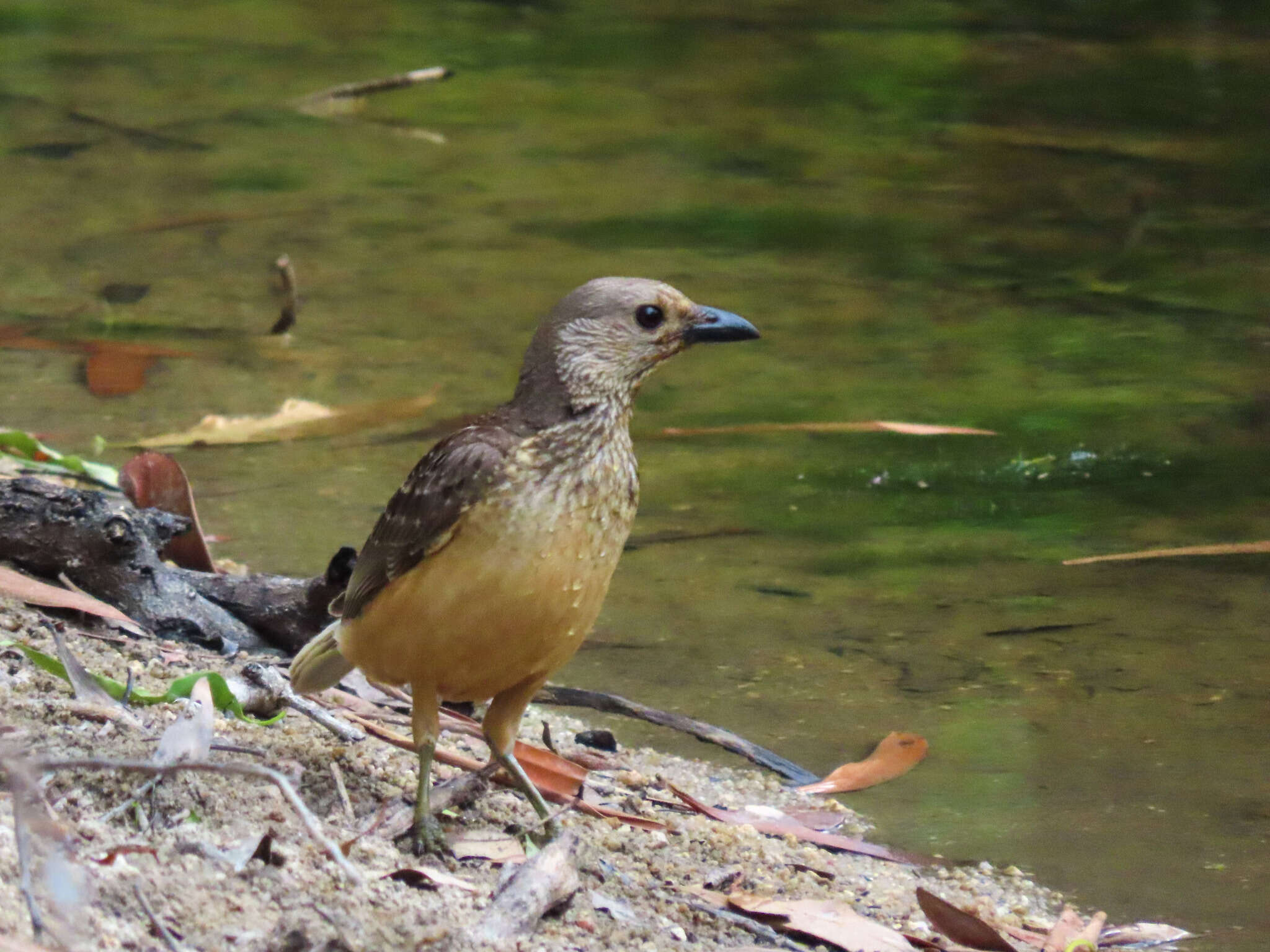 Image of Fawn-breasted Bowerbird