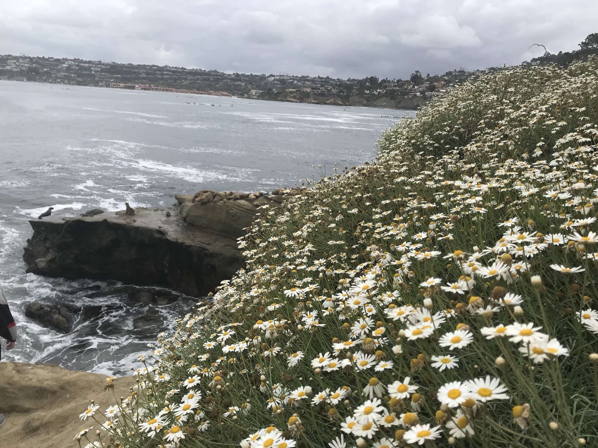 Image of Canary island marguerite