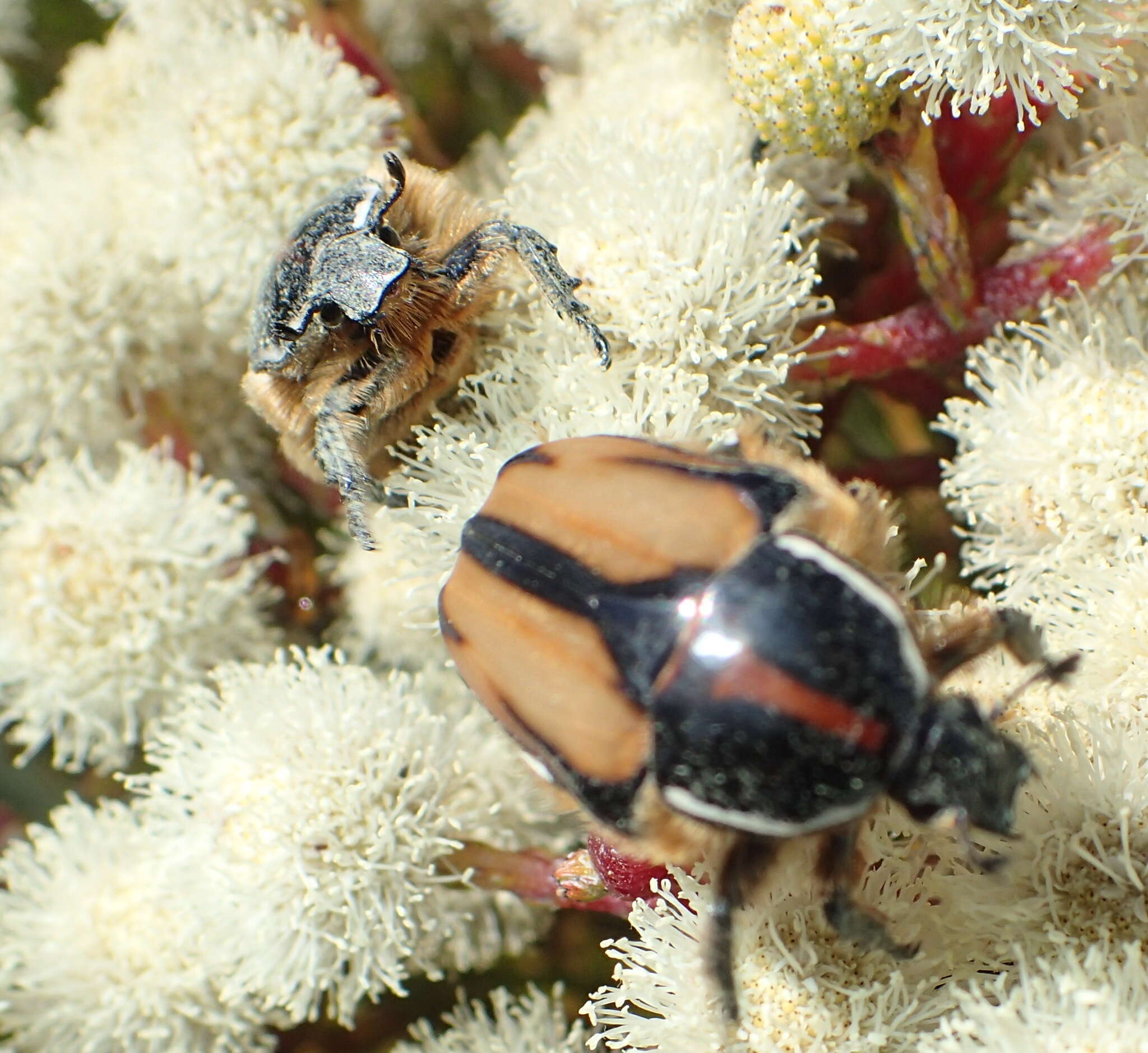 Imagem de Trichostetha signata (Fabricius 1775)