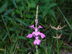 Image of purple witchweed