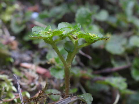 Plancia ëd Chrysosplenium lanuginosum Hook. fil. & Thoms.