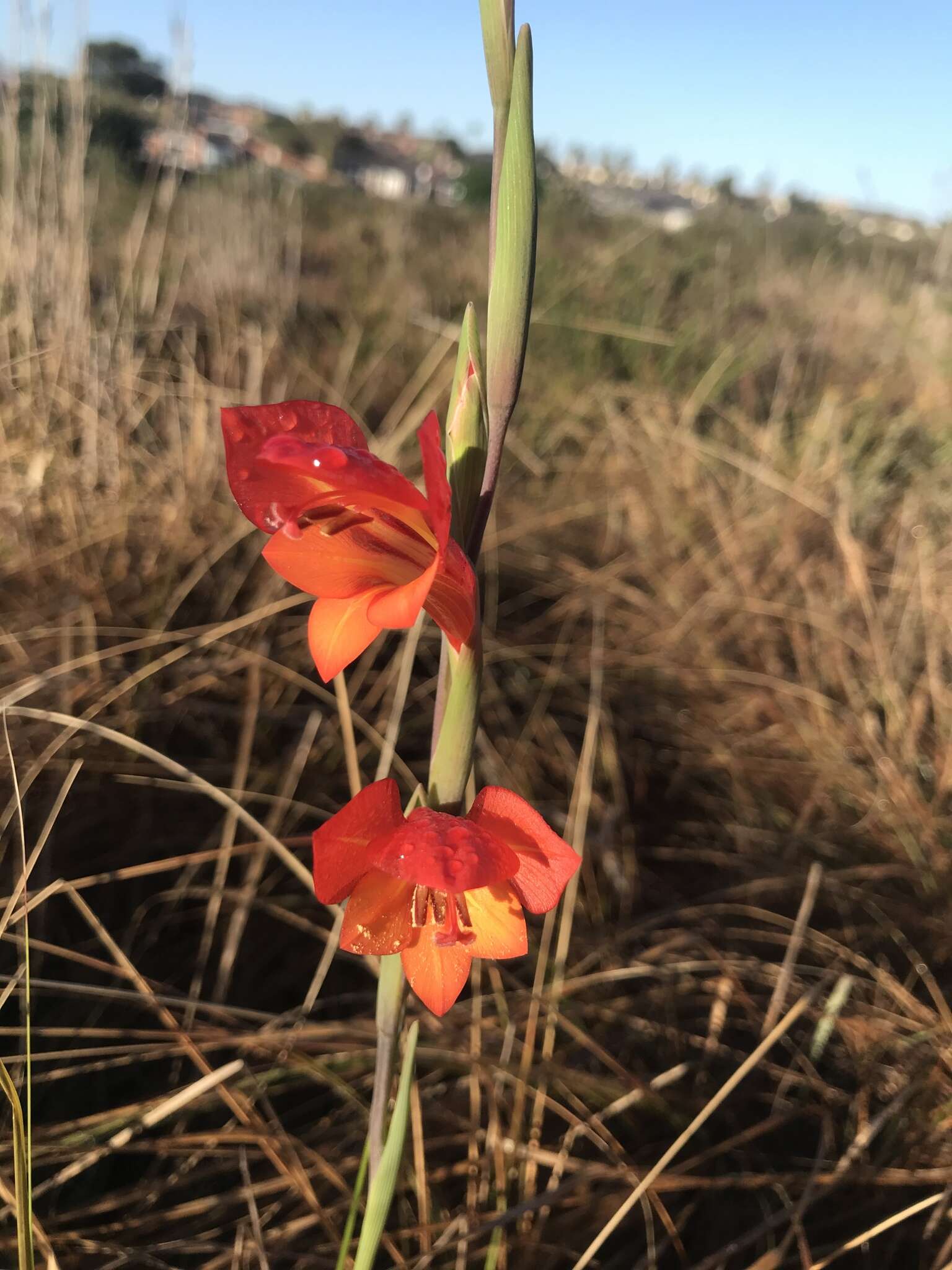 Imagem de Gladiolus huttonii (N. E. Br.) Goldblatt & M. P. de Vos