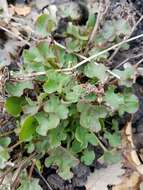 Rumex scutatus L. resmi