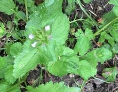 Image of field woundwort