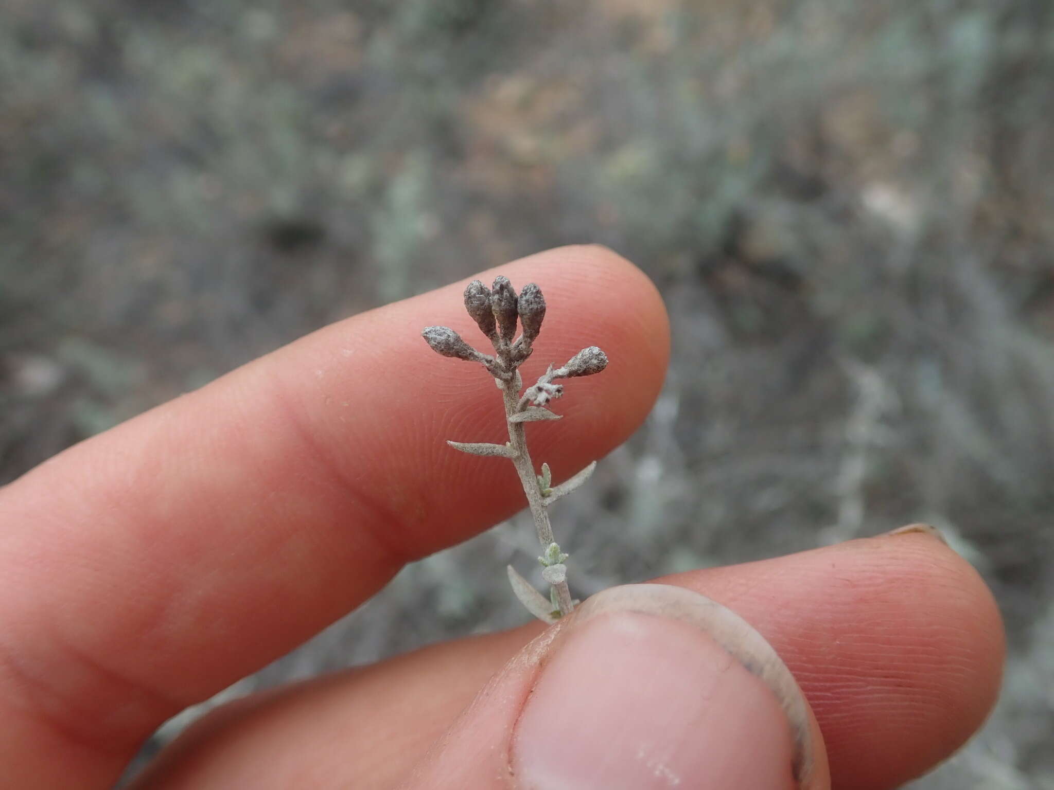 Image de Helichrysum plebeium DC.