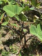 Image of arrowleaf elephant's ear