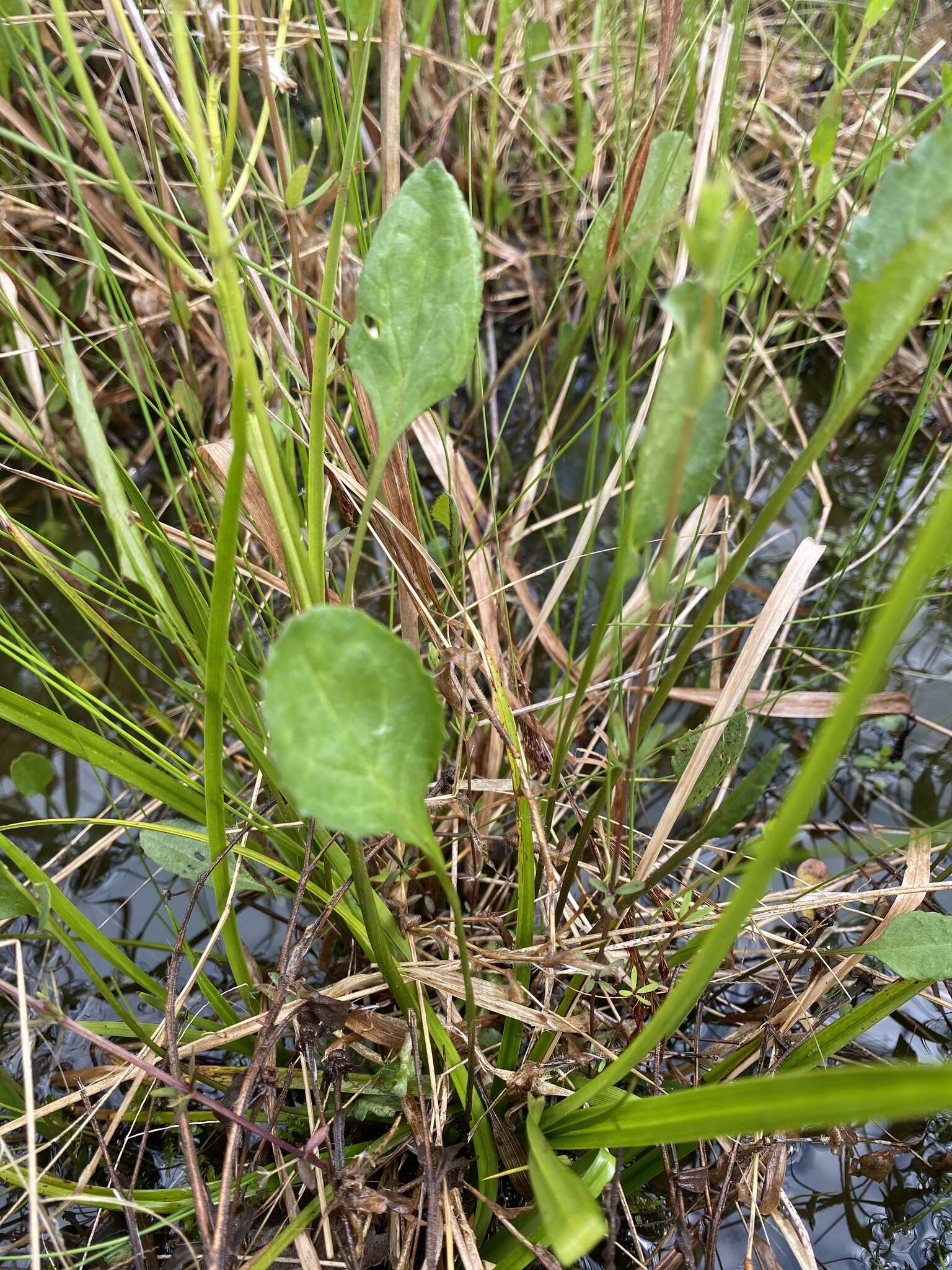 Image of Packera crawfordii (Britt.) A. M. Mahoney & R. R. Kowal