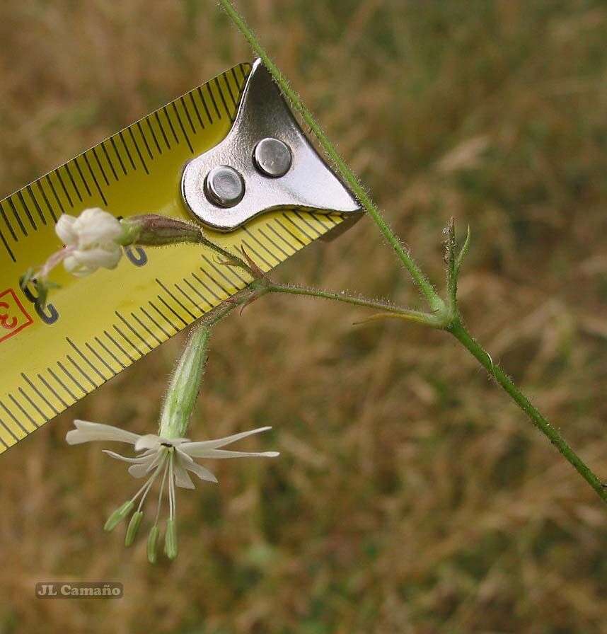 Image de Silene nutans subsp. nutans