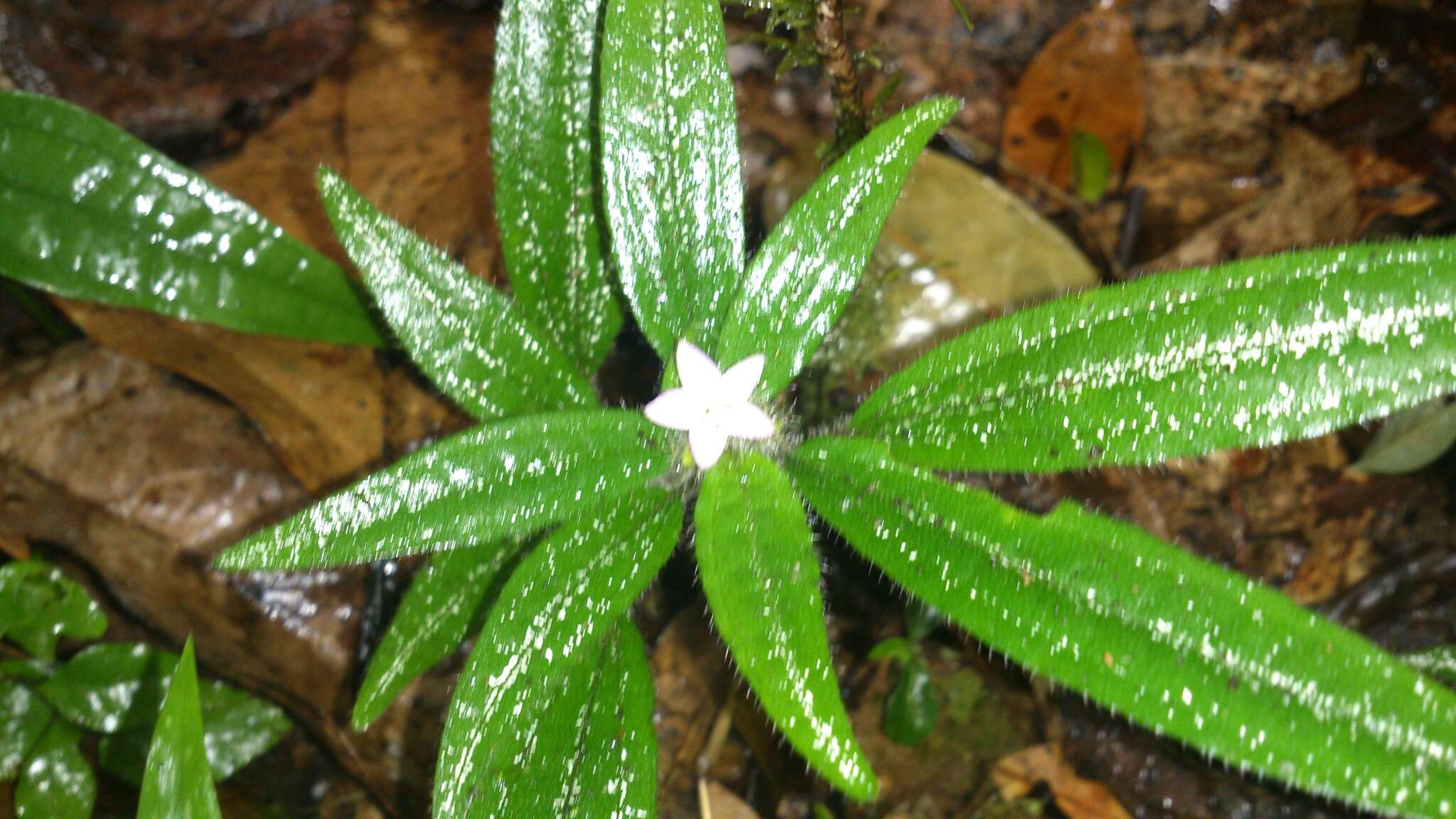 Image of Gravesia setifera H. Perrier