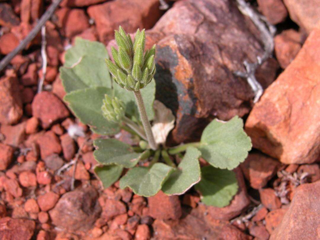 Image of Pelargonium grenvilleae (Andr.) Harv.