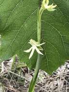 Image of Habenaria trifida Kunth