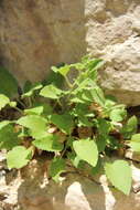 Image of Campanula pendula M. Bieb.