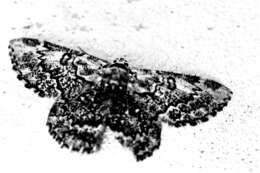 Image of Metallolophia subradiata Warren 1897