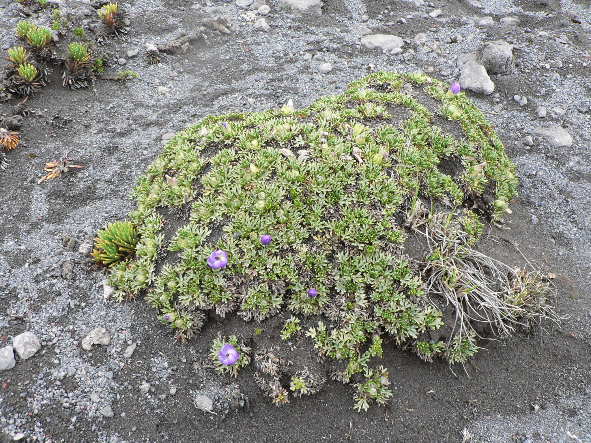 Image of Nototriche phyllanthos (Cav.) A. W. Hill