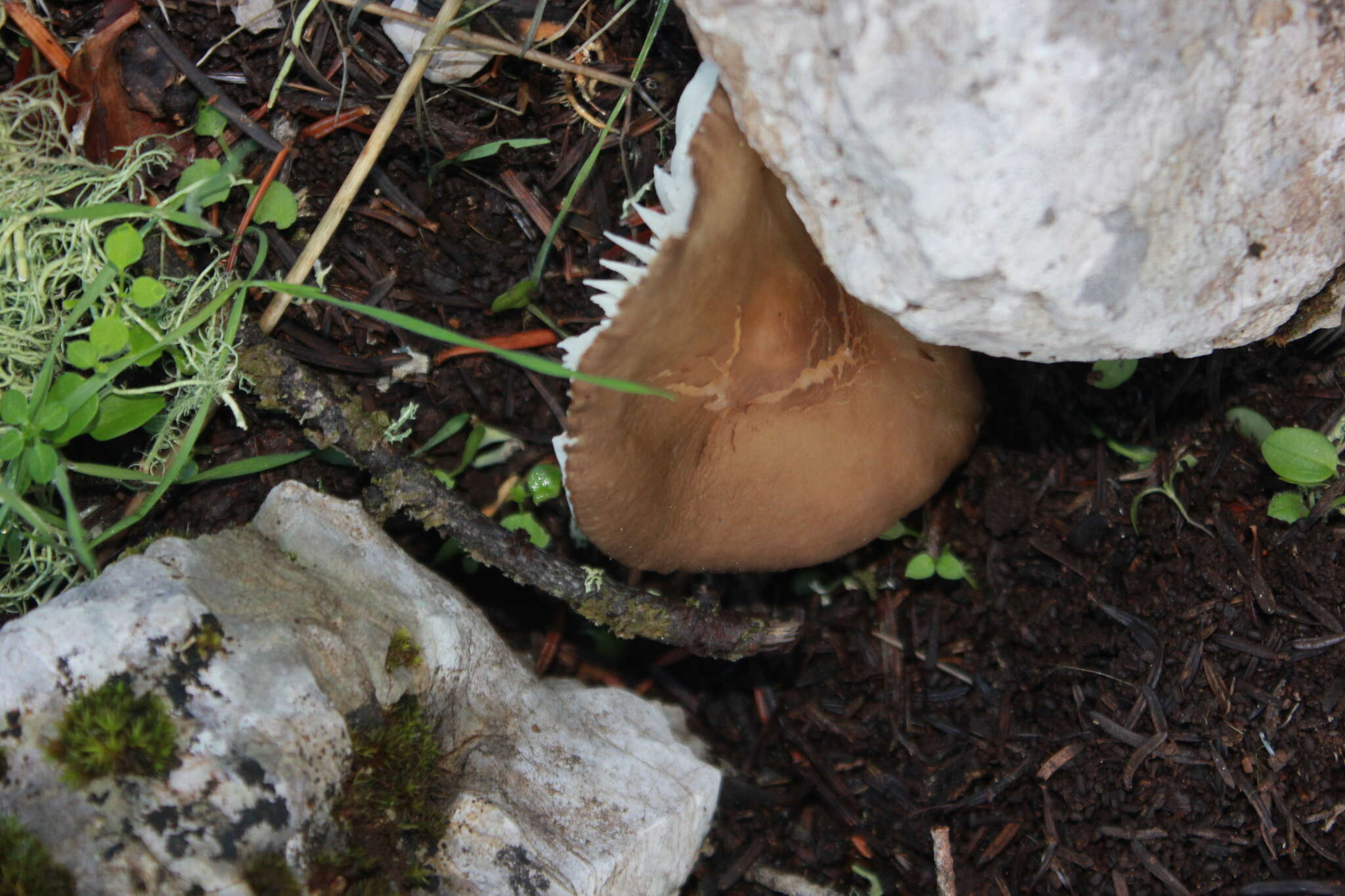 Image of Oudemansiella melanotricha (Dörfelt) M. M. Moser 1983