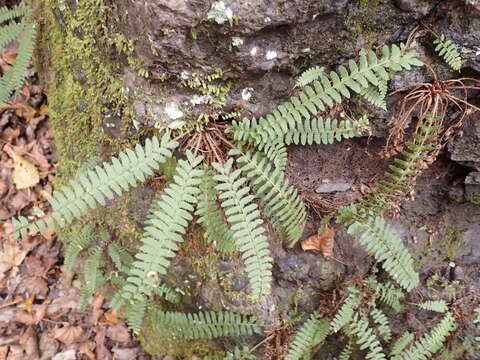 Plancia ëd Polystichum craspedosorum (Maxim.) Diels