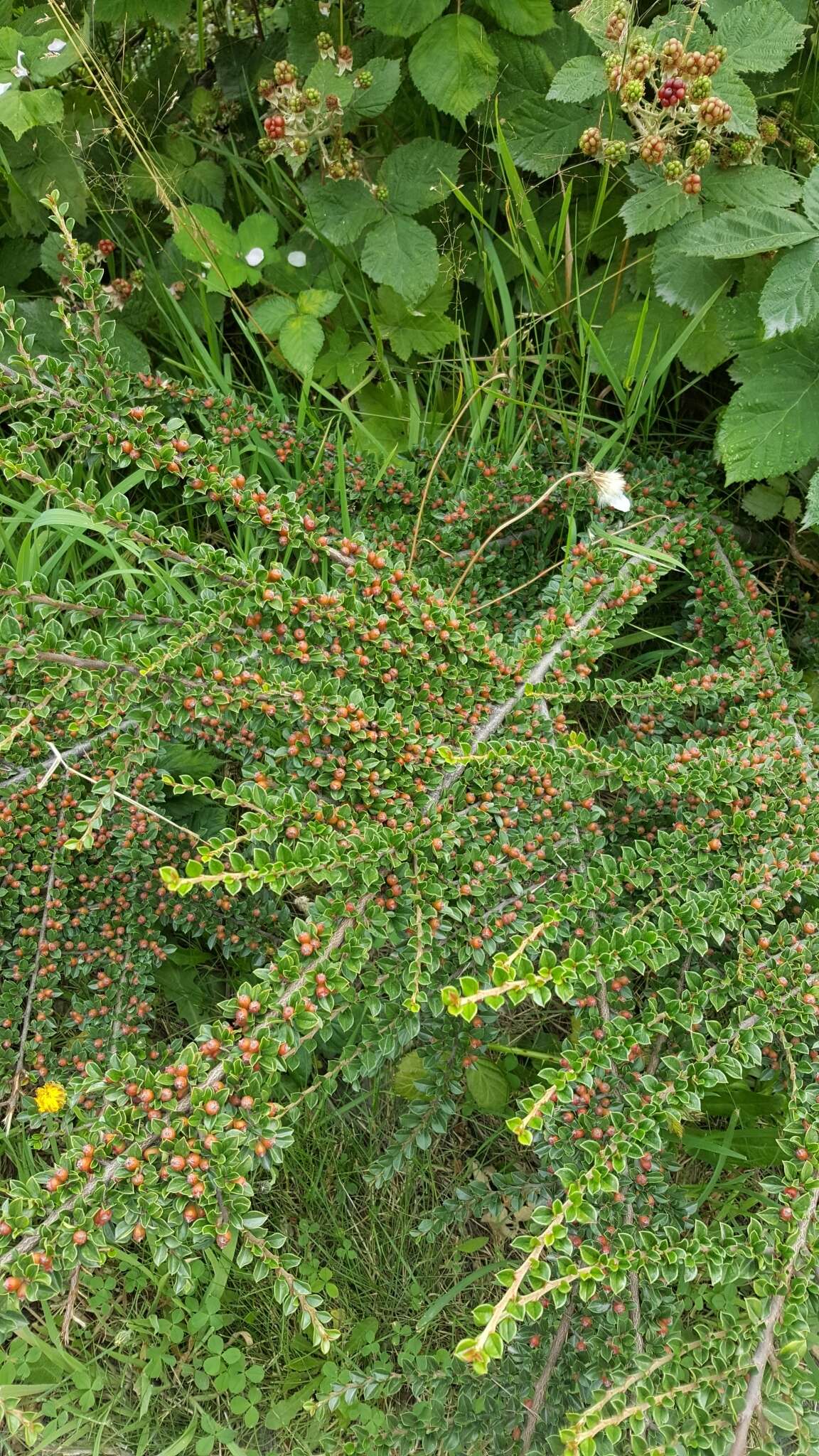 Image of rockspray cotoneaster