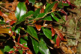 Imagem de Nothofagus moorei (F. Muell.) Krasser