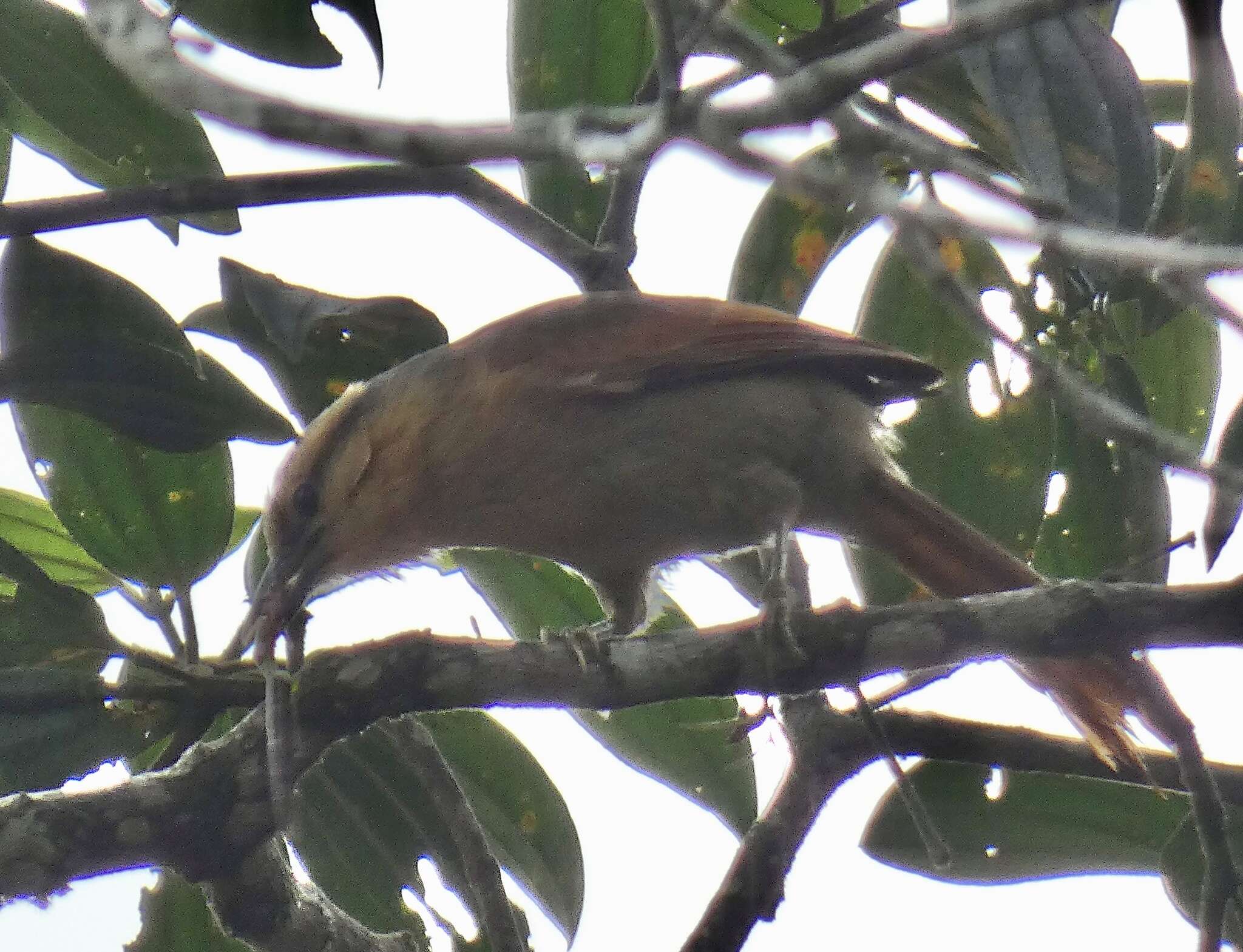 Image of Ochre-breasted Foliage-gleaner