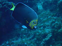 Image of Angelfish