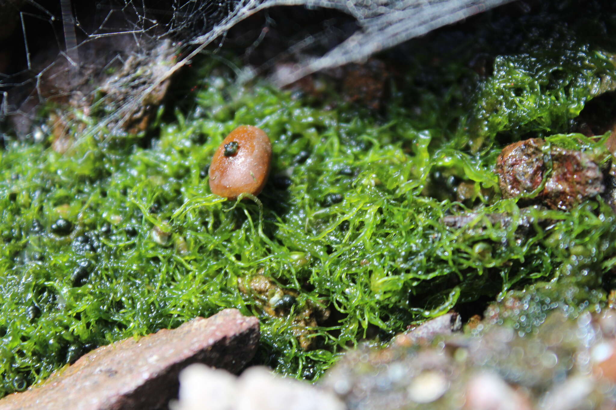 Plancia ëd Heleobia chimbaensis (Biese 1944)