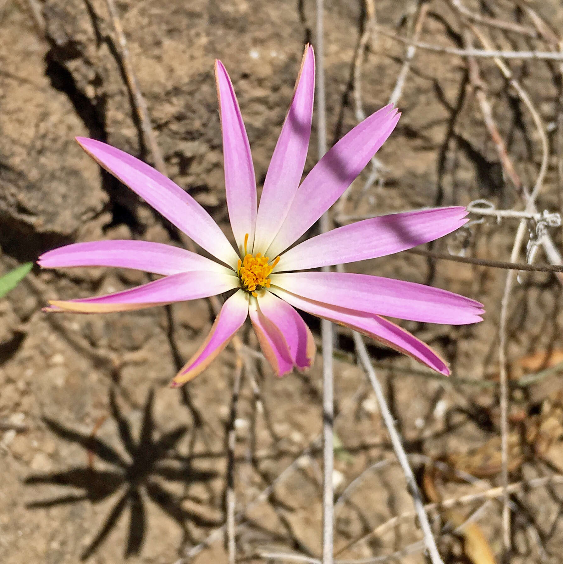 Image of Onoseris hyssopifolia Kunth