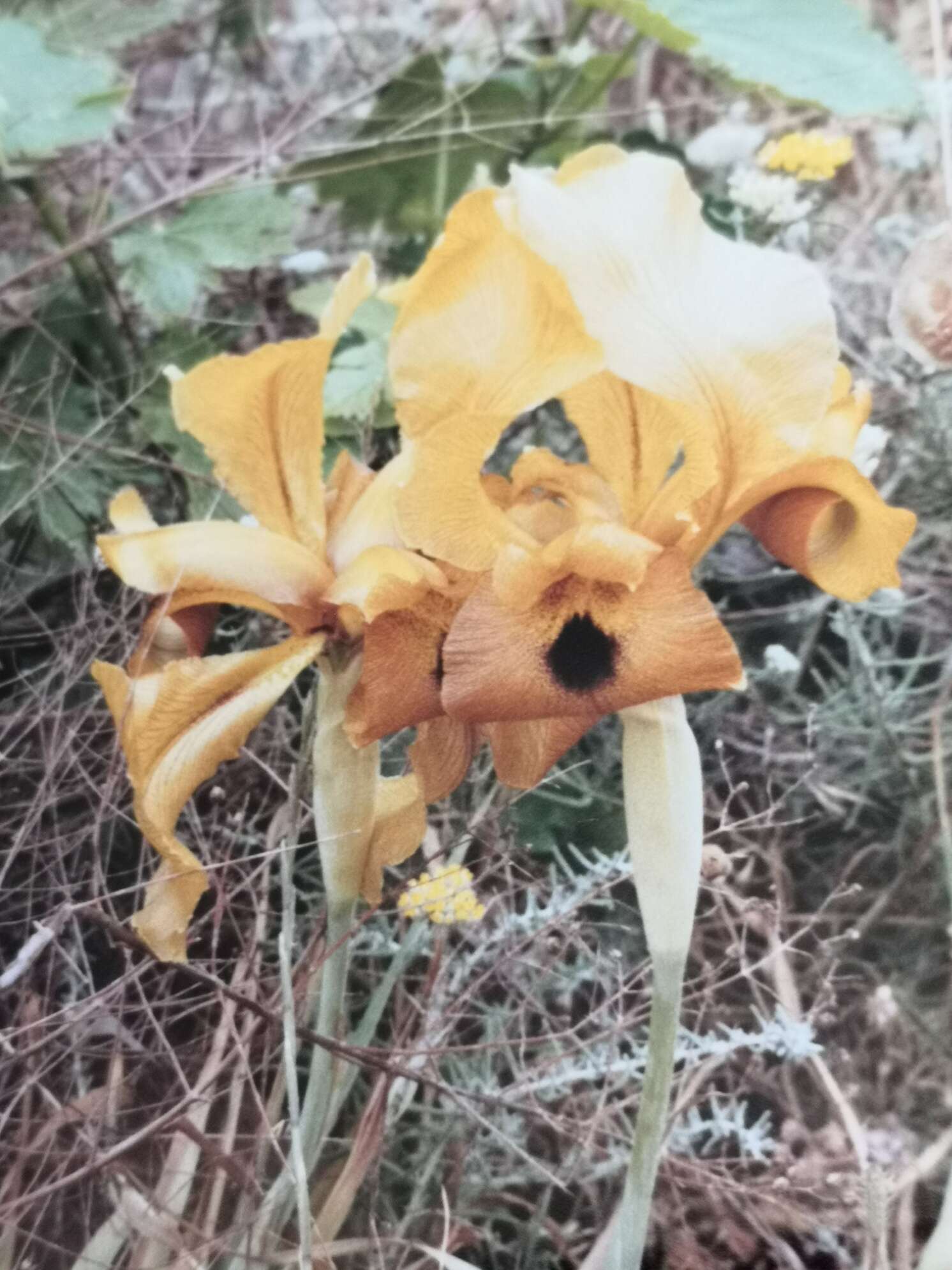 Image of Iris auranitica Dinsm.
