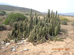 Image of <i>Trichocereus spachianus</i>