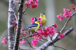 Image de Mésange de Taiwan