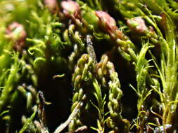 Image of oligotrichum moss