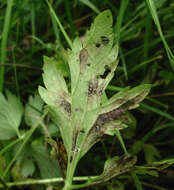 Image de Leptotrochila ranunculi (Fr.) Schüepp 1959